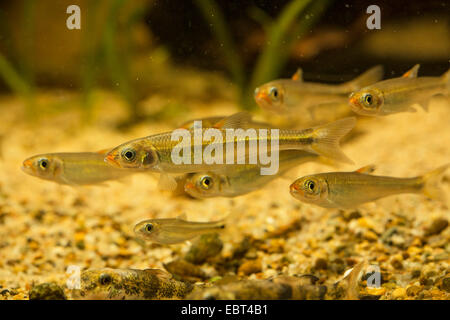 Warpaint (Luxilus coccogenis), natation les jeunes poissons, side view Banque D'Images
