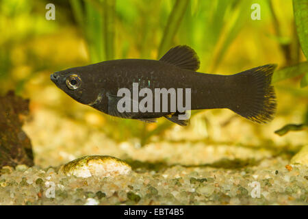 Molly (Mollienesia hybr), femme, side view Banque D'Images