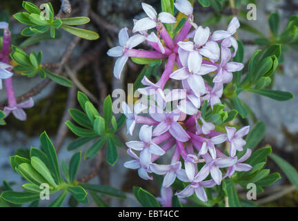 Lauréole (Daphne striata), la floraison, l'Italie, le Tyrol du Sud, Dolomiten Banque D'Images