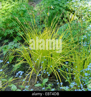 Touffes de carex, de touffes de carex, de tussock (Carex elata 'Aurea', Carex elata Aurea), le cultivar Aurea Banque D'Images