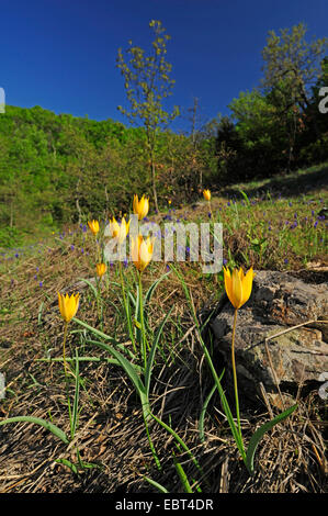 Le sud de Wild Tulip (Tulipa sylvestris ssp. australis, Tulipa australis), la floraison, la Grèce, la Thrace Banque D'Images