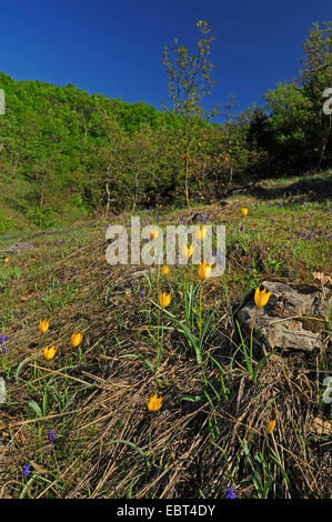 Le sud de Wild Tulip (Tulipa sylvestris ssp. australis, Tulipa australis), la floraison, la Grèce, la Thrace Banque D'Images