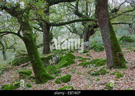 Chêne-liège (Quercus suber), de chênes-lièges, Espagne, Andalousie, Parc Naturel de los Alcornocales Banque D'Images