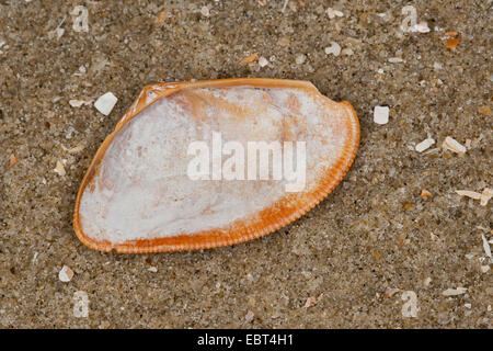 En lignes de la clovisse, Donax, bagué en pointe (Shell Donax vittatus, Cuneus vittatus), shell sur la plage, Allemagne Banque D'Images