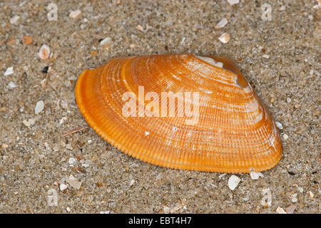 En lignes de la clovisse, Donax, bagué en pointe (Shell Donax vittatus, Cuneus vittatus), shell sur la plage, Allemagne Banque D'Images