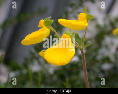 Slipperwort, Slipperflower (le Calceolaria valdiviana), fleurs Banque D'Images