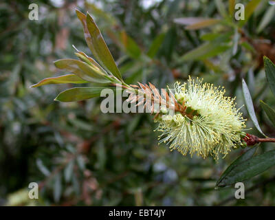 Weeping bottlebrush rouge, bottlebush (Callistemon pallidus), inflorescence Banque D'Images