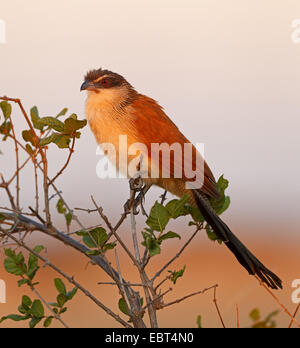 Burchell, Coucal coucal à sourcils blancs (Centropus superciliosus burchelli), assis sur un buisson, Afrique du Sud, le Parc national Krueger Banque D'Images