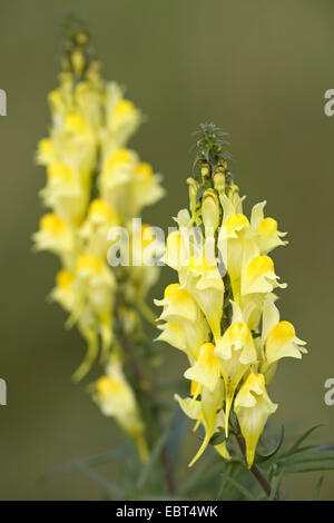 Linaire vulgaire, la linaire jaune, ramsted, le beurre et les oeufs (Linaria vulgaris), inflorescences, Danemark, Jylland Banque D'Images