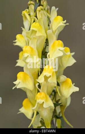 Linaire vulgaire, la linaire jaune, ramsted, le beurre et les oeufs (Linaria vulgaris), l'inflorescence, Danemark, Jylland Banque D'Images