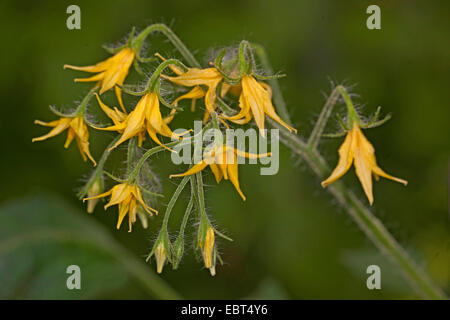 Jardin la tomate (Solanum lycopersicum, Lycopersicon esculentum), inflorescence Banque D'Images