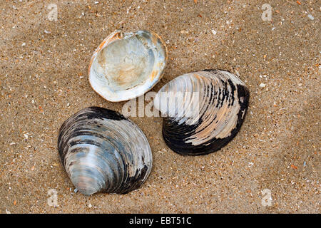 Quahog nordique, l'Islandais cyprine, acajou acajou, palourdes quahog, noir praire, palourde noir (Arctica islandica, Cyprina islandica), des coquillages sur la plage, Allemagne Banque D'Images