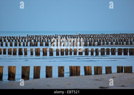 Stimuler les digues à la mer Baltique, Allemagne, Mecklembourg-Poméranie-Occidentale, Zingst Banque D'Images