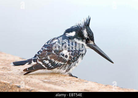 Moindre pied kingfisher (Ceryle rudis), assis sur un mur, Afrique du Sud, le Parc national Krueger Banque D'Images