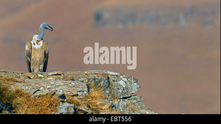 Cape (Gyps coprotheres), assis sur une branche, Afrique du Sud, Kwazulu-Natal, Giants Castle Banque D'Images