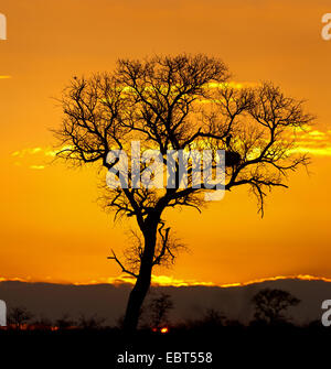 Seul arbre dans le coucher du soleil, Afrique du Sud, le Parc national Krueger Banque D'Images