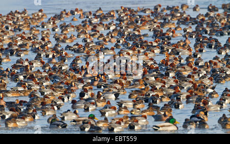 Canard d'Europe (Anas penelope), flock sur l'eau, Pays-Bas, Texel Banque D'Images