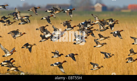 Canard d'Europe (Anas penelope), flying flock, Pays-Bas, Texel Banque D'Images