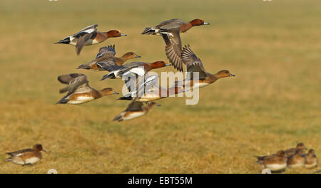 Canard d'Europe (Anas penelope), flying flock, Pays-Bas, Texel Banque D'Images