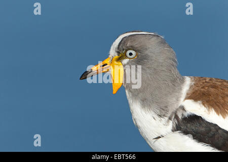 Yellow-réorganisation sociable (Vanellus malabaricus), portrait, Afrique du Sud, le Parc national Krueger Banque D'Images