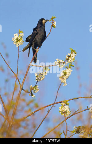 Corbeau freux (corvus frugilegus), assis sur un blooming cherry tree, Allemagne, Rhénanie-Palatinat Banque D'Images