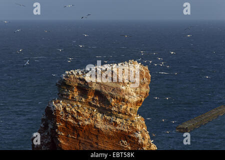 Lange Anna, l'Allemagne, Schleswig-Holstein, Helgoland Banque D'Images