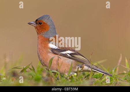 Chaffinch (Fringilla coelebs), Sitting on grass, Allemagne, Rhénanie-Palatinat Banque D'Images