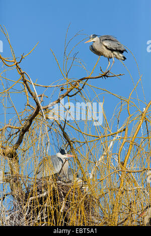 Héron cendré (Ardea cinerea), deux hérons gris assis au nid, Allemagne, Bade-Wurtemberg Banque D'Images