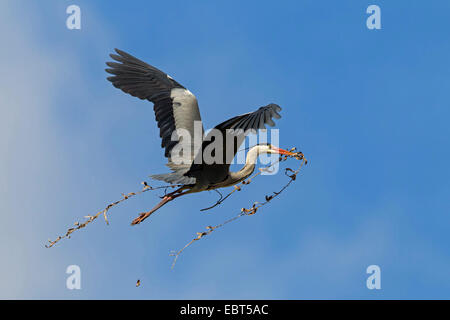 Héron cendré (Ardea cinerea), en vol avec le matériel du nid dans le bec , Allemagne, Bade-Wurtemberg Banque D'Images