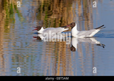 Mouette rieuse (Larus ridibundus, Chroicocephalus ridibundus), deux mouettes à tête noire nageant ensemble sur l'eau, de l'Allemagne, Bade-Wurtemberg Banque D'Images