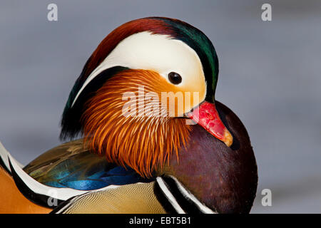 Canard mandarin (Aix galericulata), homme, portrait, Allemagne, Bade-Wurtemberg Banque D'Images