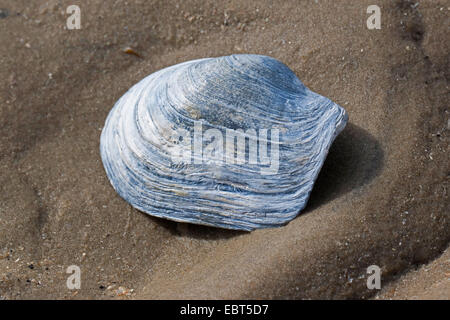 En attendant contondant clam, tronquer la mye (Mya truncata), shell sur la plage Banque D'Images