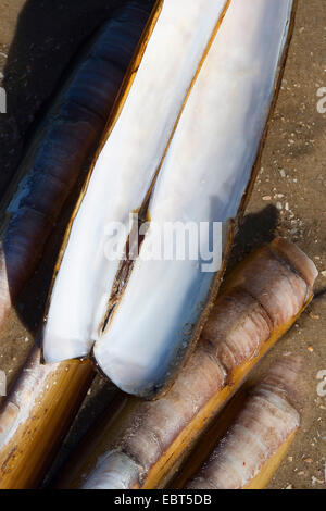 Atlantic jackknife, bambou, de palourdes, de palourdes américaines canif Couteau (Ensis Ensis directus, americanus), des coquillages sur la plage, Allemagne Banque D'Images