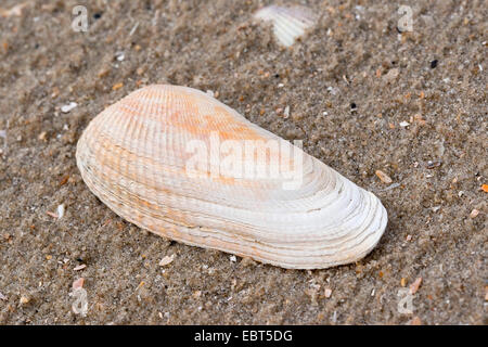 Pre Piddock américain, faux angelwing (Petricola pholadiformis Petricolaria pholadiformis), shell, sur la plage, Allemagne Banque D'Images