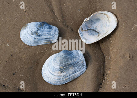 En attendant contondant clam, tronquer la mye (Mya truncata), des coquillages sur la plage Banque D'Images