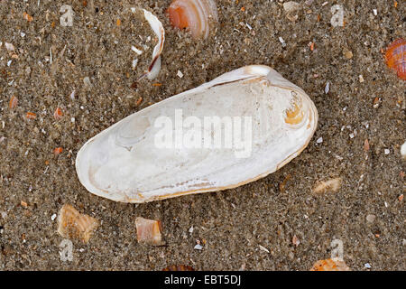 Pre Piddock américain, faux angelwing (Petricola pholadiformis Petricolaria pholadiformis), shell, sur la plage, Allemagne Banque D'Images