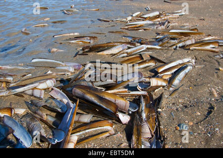 Atlantic jackknife, bambou, de palourdes, de palourdes américaines canif Couteau (Ensis Ensis directus, americanus), des coquillages sur la plage, Allemagne Banque D'Images