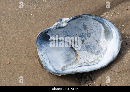 En attendant contondant clam, tronquer la mye (Mya truncata), shell sur la plage Banque D'Images