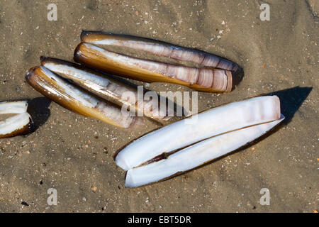 Atlantic jackknife, bambou, de palourdes, de palourdes américaines canif Couteau (Ensis Ensis directus, americanus), des coquillages sur la plage, Allemagne Banque D'Images