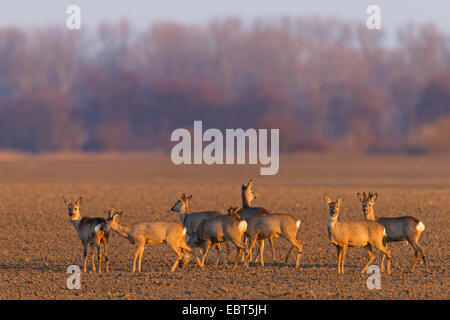 Le chevreuil (Capreolus capreolus), pack debout sur les terres cultivables de lumière du soir, l'Allemagne, Rhénanie-Palatinat, Kreis Worms Banque D'Images