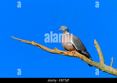 Pigeon ramier (Columba palumbus), assis sur une branche, l'Allemagne, Rhénanie-Palatinat Banque D'Images