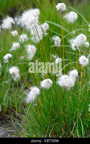 Linaigrette de tussock, hare's tail-linaigrettes (Eriophorum vaginatum), la fructification, en Allemagne, en Rhénanie du Nord-Westphalie, Hautes Fagnes Banque D'Images