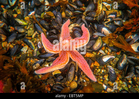 L'étoile de mer commune, politique européenne seastar (Asterias rubens), manger des moules bleues à reflux, de la Norvège, Nordland Banque D'Images