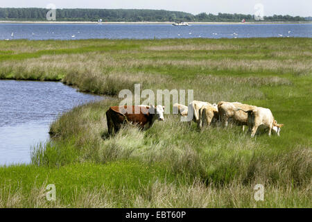 Les bovins domestiques (Bos primigenius f. taurus), le pâturage dans un pâturage sur Schaproder Bodden, Allemagne, Mecklembourg-Poméranie-Occidentale, Hiddensee Banque D'Images