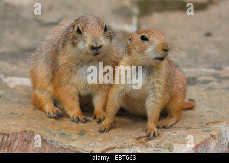 Chien de prairie, des plaines du chien de prairie (Cynomys ludovicianus), deux chiens des prairies des Plaines, assis sur un rocher Banque D'Images