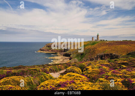 L'ajonc d'Europe de l'Ouest, Nain (Ulex gallii Furze), l'ajonc en fleur et de maisons du Cap Fréhel, France, Bretagne Banque D'Images