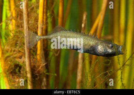 L'épinoche à neuf (Pungitius pungitius), homme en posture menaçante en face du nid Banque D'Images