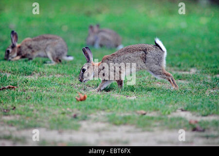 Lapin de garenne (Oryctolagus cuniculus), les lapins sauvages à la recherche de nourriture dans un pré, Allemagne Banque D'Images