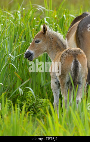 Poney Exmoor (Equus przewalskii f. caballus), poulain avec mare à reed, Pays-Bas, Texel Banque D'Images