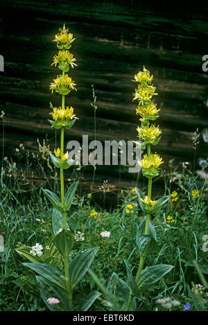 Grande Gentiane jaune (Gentiana lutea), qui fleurit à un chalet de montagne, Allemagne Banque D'Images